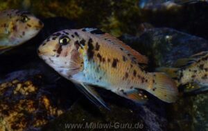 Labeotropheus fuelleborni 'Chimwalani Reef'